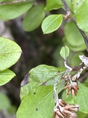 Helichrysum lanceolatum