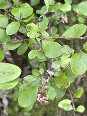 Helichrysum lanceolatum