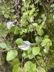 Helichrysum lanceolatum