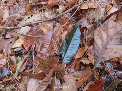 Castanea crenata