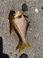 Pempheris compressa