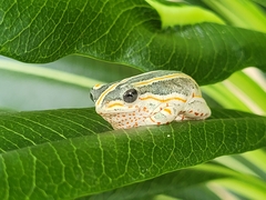 Hyperolius marmoratus taeniatus