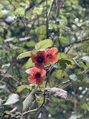 Rhabdothamnus solandri