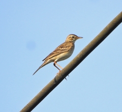 Anthus rufulus