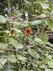 Rhabdothamnus solandri