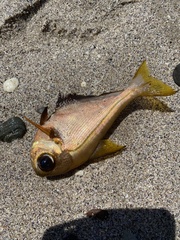 Pempheris compressa