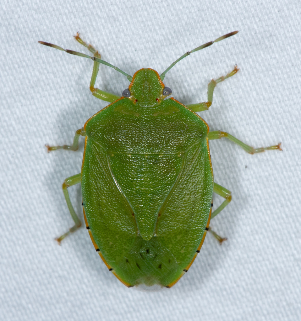Chinavia marginata
