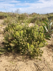 Leucadendron lanigerum lanigerum