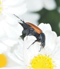 Phyllotocus macleayi