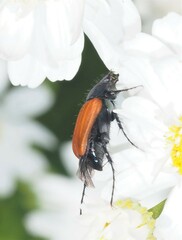 Phyllotocus macleayi