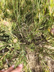 Leucadendron lanigerum lanigerum