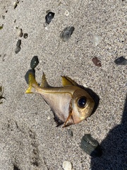 Pempheris compressa