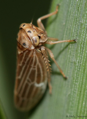 Agallia quadripunctata