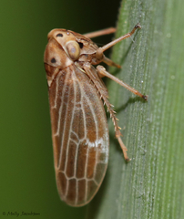 Agallia quadripunctata