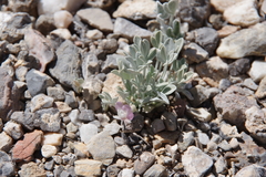 Astragalus calycosus calycosus