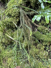 Phlegmariurus