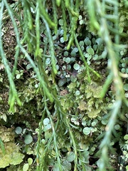 Phlegmariurus