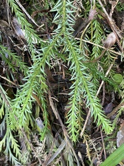 Phlegmariurus
