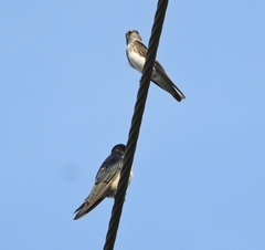 Petrochelidon fluvicola