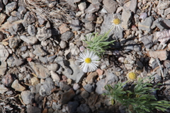 Erigeron compactus