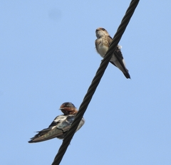 Petrochelidon fluvicola