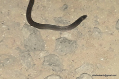 Xylophis captaini