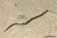 Xylophis captaini