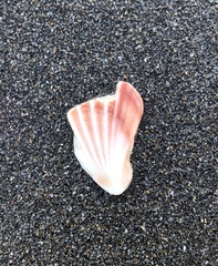 Pecten novaezelandiae