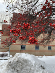 Pyracantha fortuneana