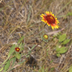 Gaillardia × grandiflora