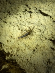Allothereua maculata