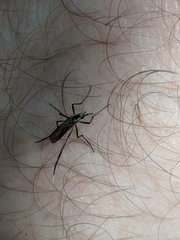 Psorophora longipalpus