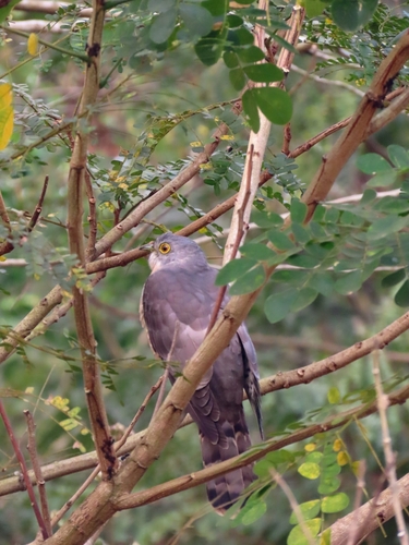 Common Hawk-Cuckoo (Hierococcyx varius), photo 5