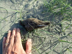 Charadrius bicinctus