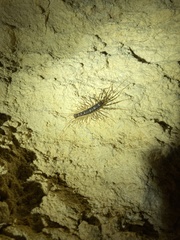 Allothereua maculata