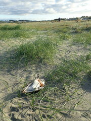 Charadrius bicinctus