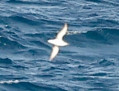Puffinus gavia