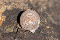 Oestophorella buvinieri