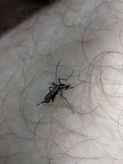 Psorophora longipalpus