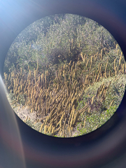 Bergerocactus emoryi