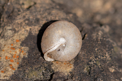 Oestophorella buvinieri