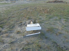 Charadrius bicinctus