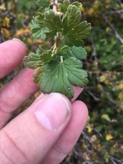 Ribes pinetorum