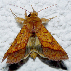 Pyrrhia umbra