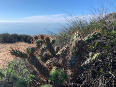 Cylindropuntia