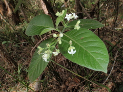 Psychotria loniceroides