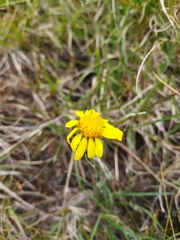Senecio gramineus