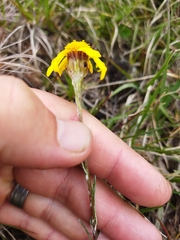 Senecio gramineus