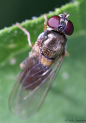 Cheilosia pallipes