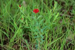 Pimelea punicea